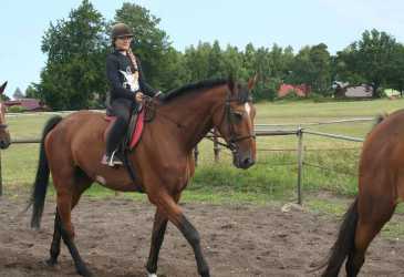 Obóz młodzieżowy, Niezapomniana Nadmorska Przygoda - OBÓZ KONNY (11-18 lat). Profesjonalne szkolenie dla początkujących, średnio zaawansowanych, zaawansowanych, obóz sportowo-szkoleniowy