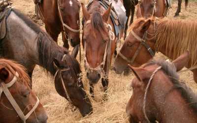 Obóz młodzieżowy, Dąbki - obóz konny nad morzem OW Duet , 10 dni 10-16 lat